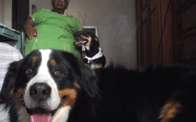 Lady e Vick: as cachorras voluntárias do lar de idosos