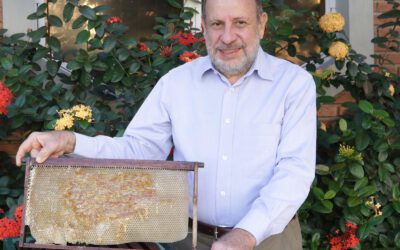 ‘Sociedade das abelhas’ dita os rumos de Manoel