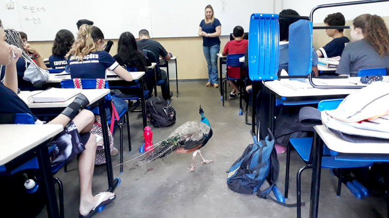 Pavão frequenta aulas no Centro Paula Souza