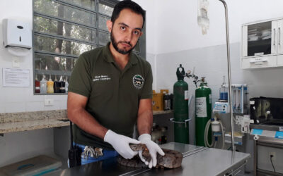 César cuida de animais feridos e, com projeto referência, dá a eles ‘Uma nova chance’